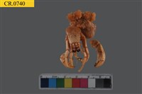 藏品(印紋真寄居蟹)的圖片